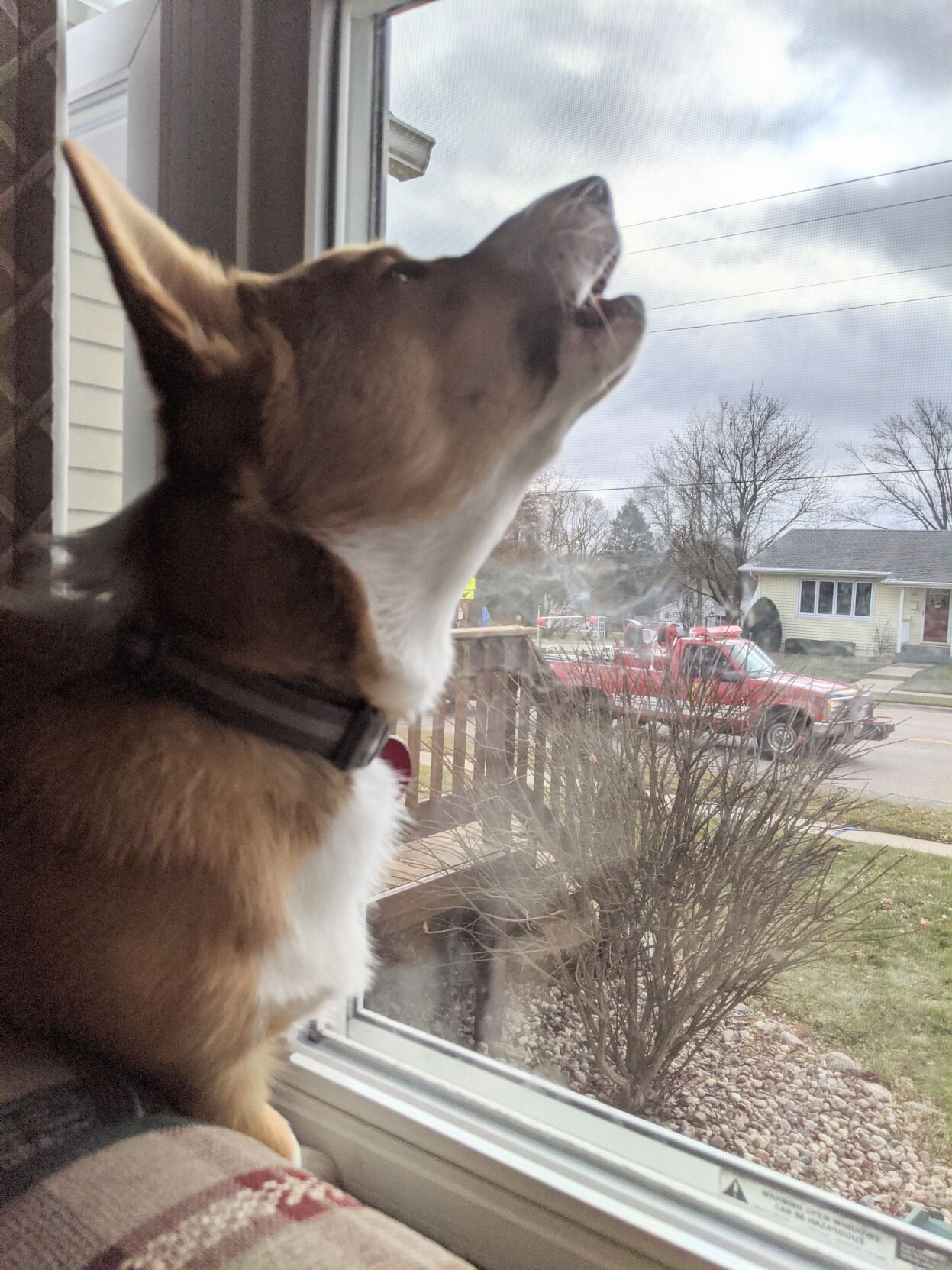 Taco the Corgi howls at Santa